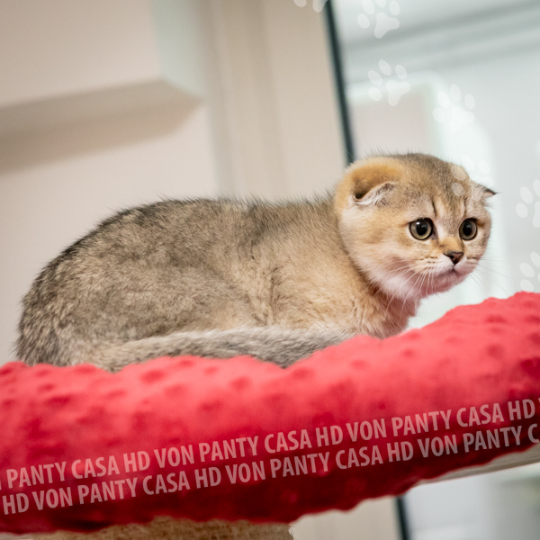 Adelle Eclipse - immagine 11