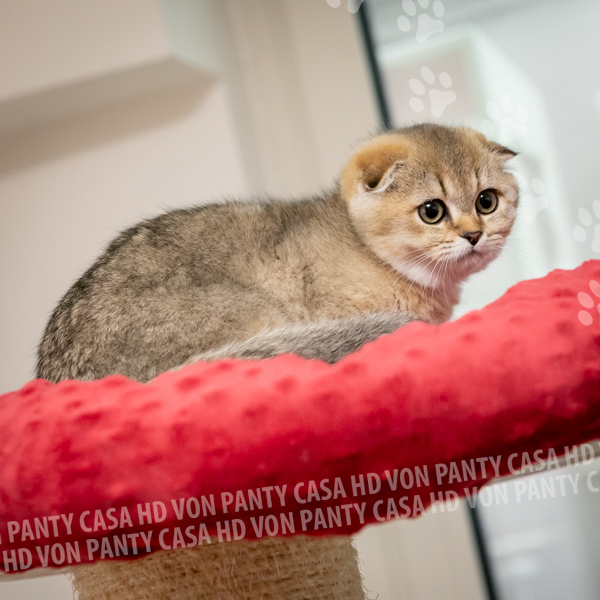 Adelle Eclipse - immagine 12