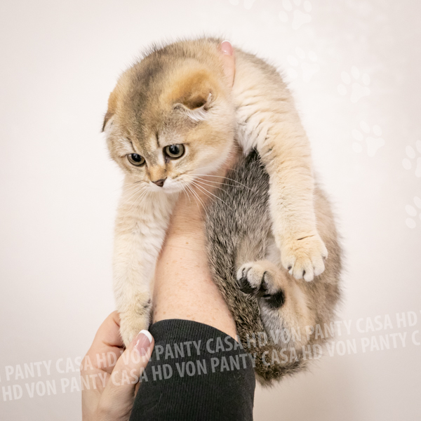 Adelle Eclipse - immagine 9