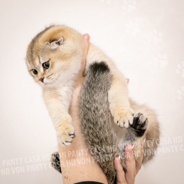 Adelle Eclipse - immagine 5