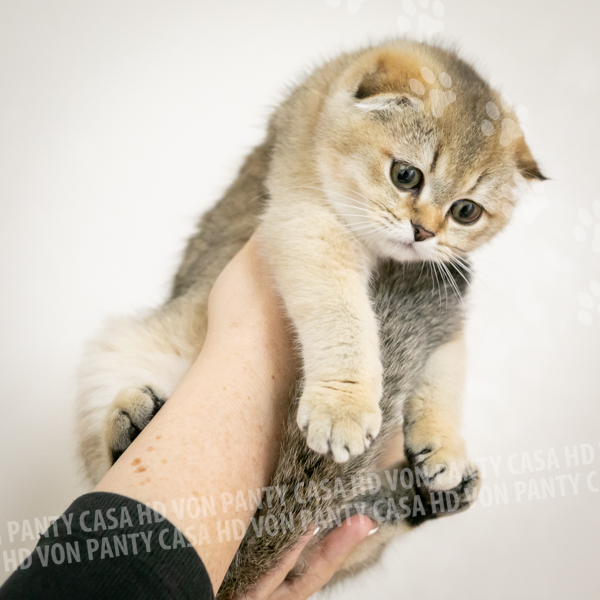 Adelle Eclipse - immagine 4