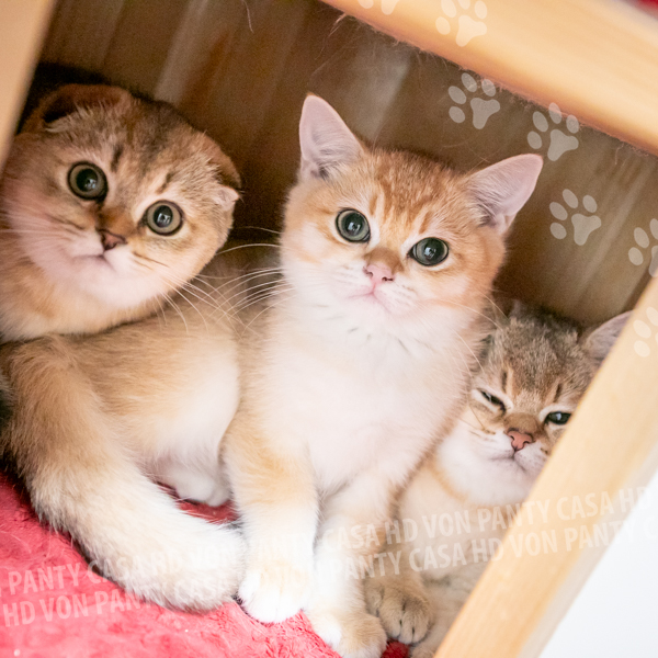 Adelle Eclipse - immagine 6