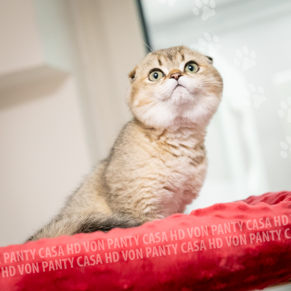 Ambra Eclipse - immagine 5