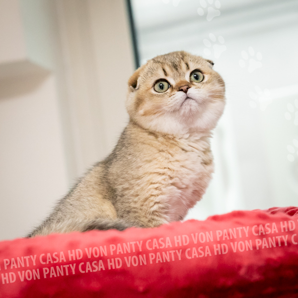 Ambra Eclipse - immagine 28