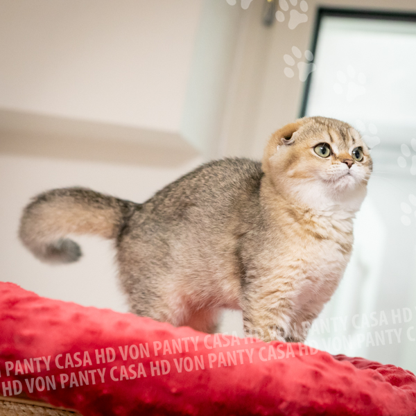 Ambra Eclipse - immagine 3