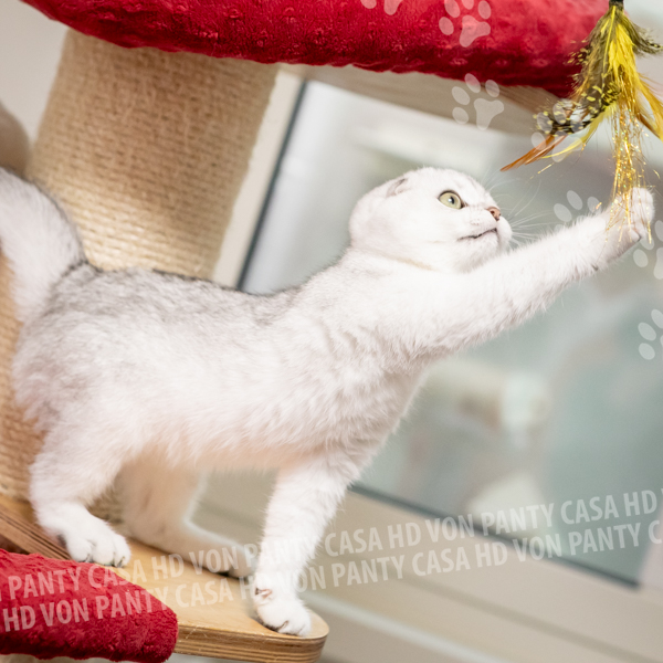 Amy Eclipse - immagine 4