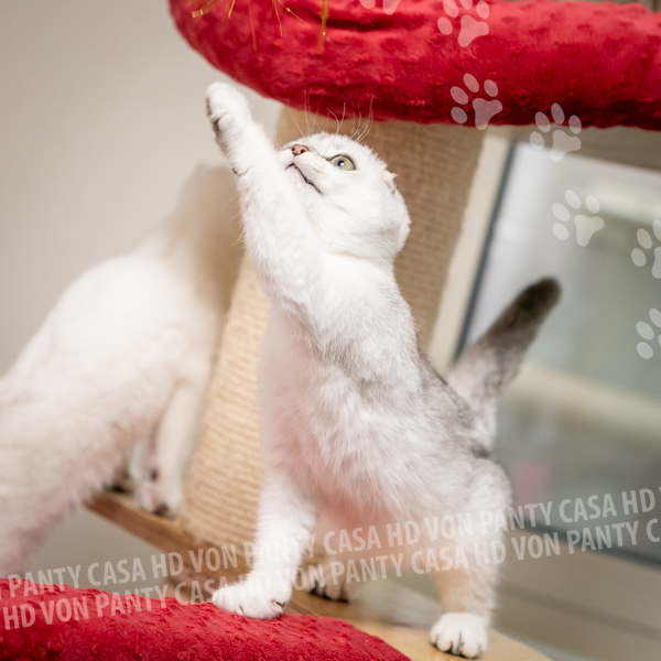 Amy Eclipse - immagine 3