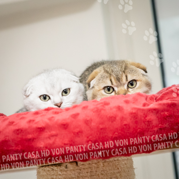 Amy Eclipse - immagine 7