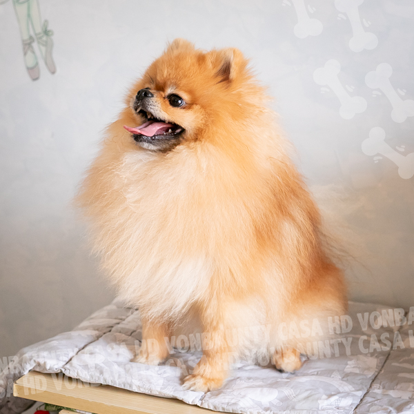 BENJI 24 05 2025 (5)