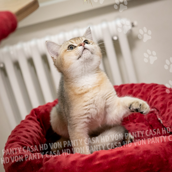 Bryan Dustin Biscuit - immagine 5