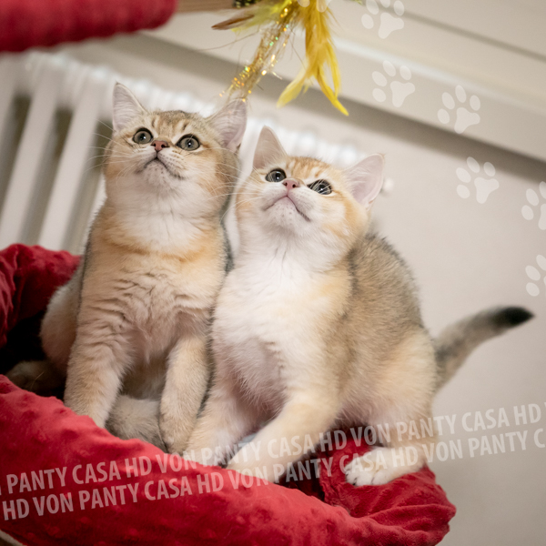 Bryan Dustin Biscuit - immagine 7