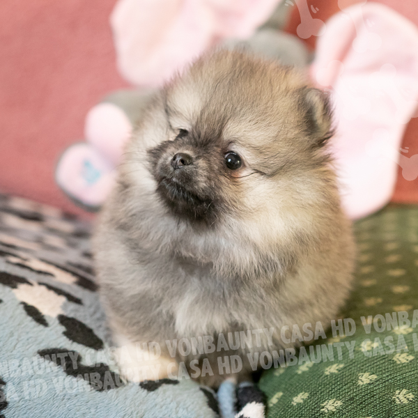 Cameo Hurricane Casa HD Von BAUnty