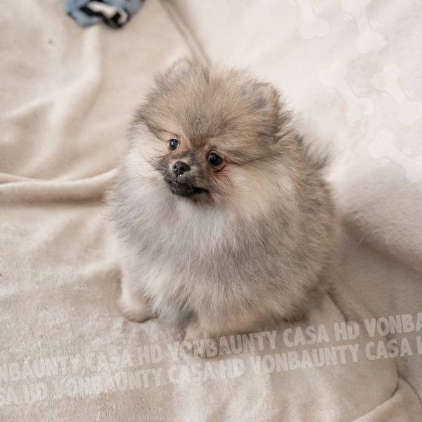 Cameo Hurricane Casa HD Von BAUnty - immagine 10