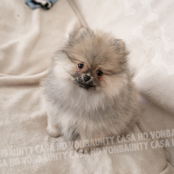 Cameo Hurricane Casa HD Von BAUnty - immagine 9