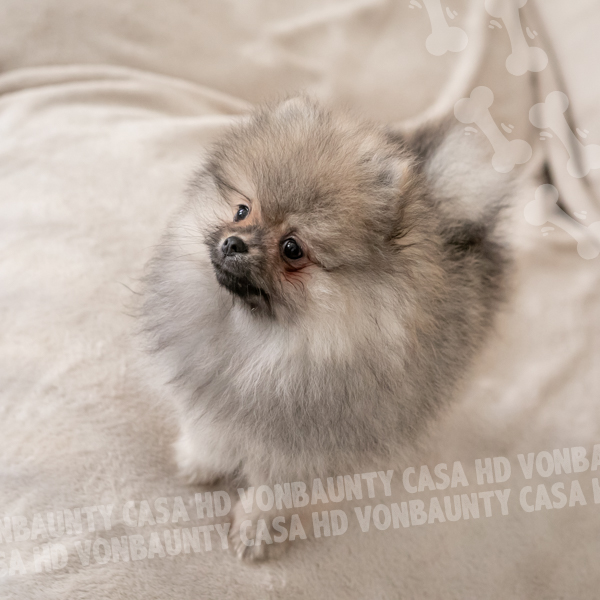 Cameo Hurricane Casa HD Von BAUnty - immagine 8