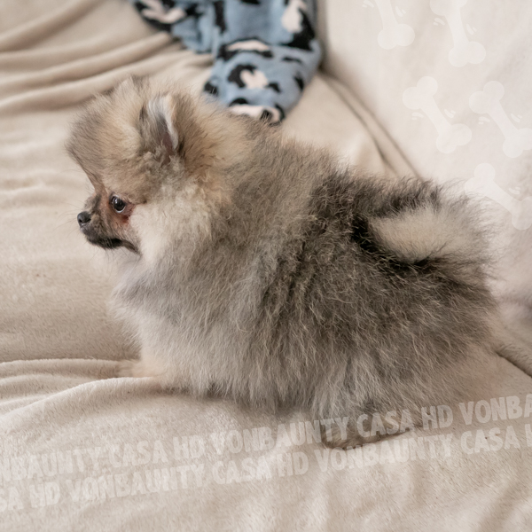 Cameo Hurricane Casa HD Von BAUnty - immagine 3