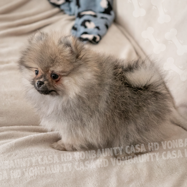 Cameo Hurricane Casa HD Von BAUnty - immagine 4