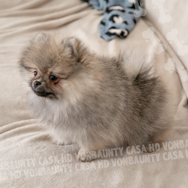 Cameo Hurricane Casa HD Von BAUnty - immagine 6