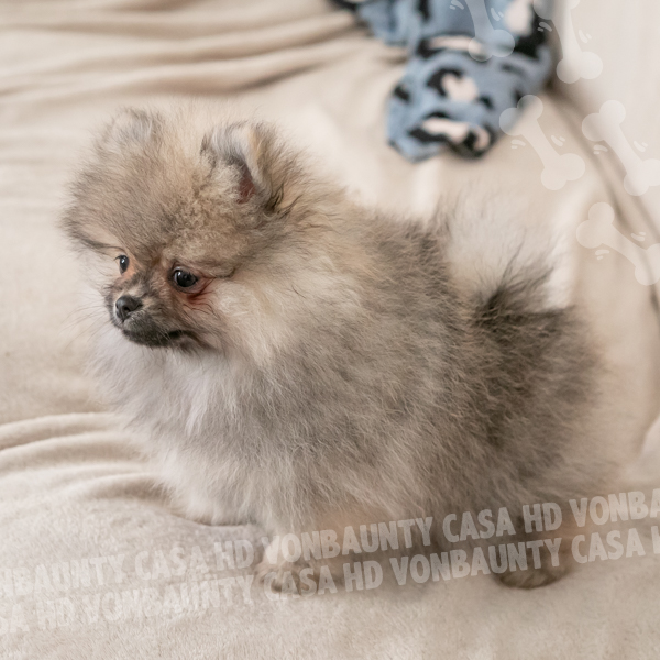 Cameo Hurricane Casa HD Von BAUnty - immagine 5