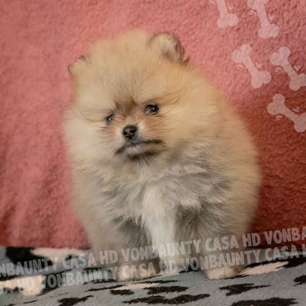 Camilla Hurricane Casa HD Von BAUnty