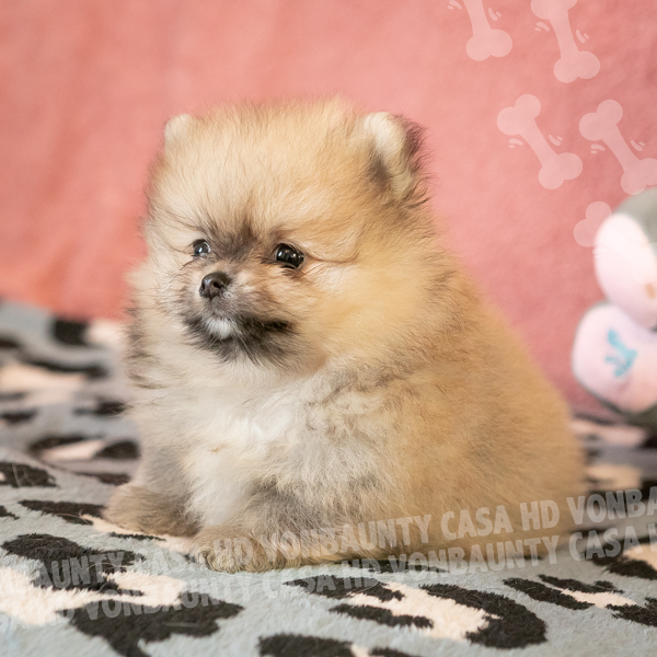 Christopher Hurricane Casa HD Von BAUnty