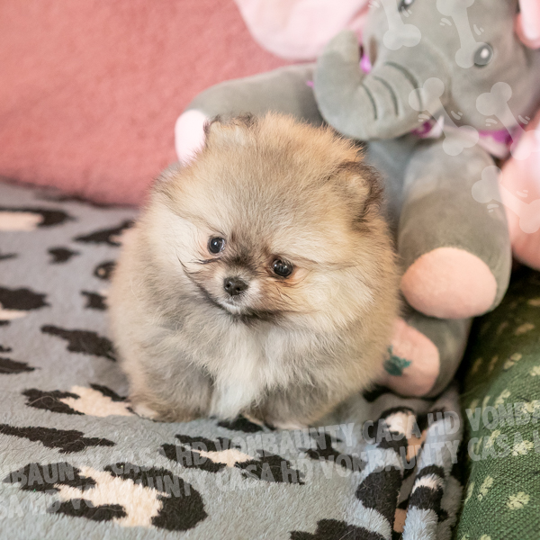 Cleopatra Hurricane Casa HD Von BAUnty