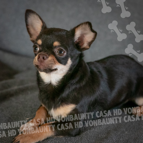 MOCACCINO 18 10 2025-5