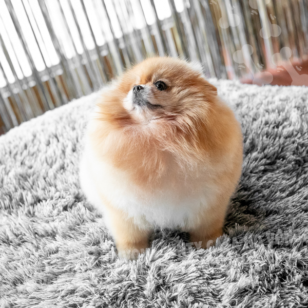 SHARA 27 09 2025 (1)