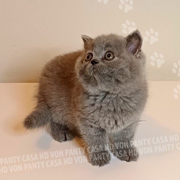 Mary Little Flower Amori per la Vita - immagine 13