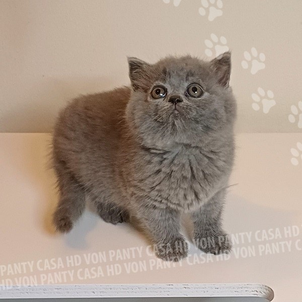 Mary Little Flower Amori per la Vita - immagine 12