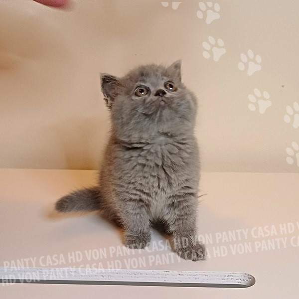 Mary Little Flower Amori per la Vita - immagine 11