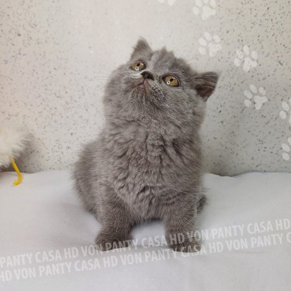 Mary Little Flower Amori per la Vita - immagine 7