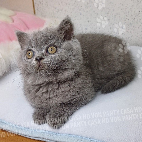 Mary Little Flower Amori per la Vita - immagine 9