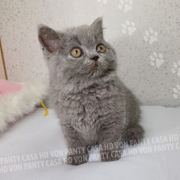 Mary Little Flower Amori per la Vita - immagine 8