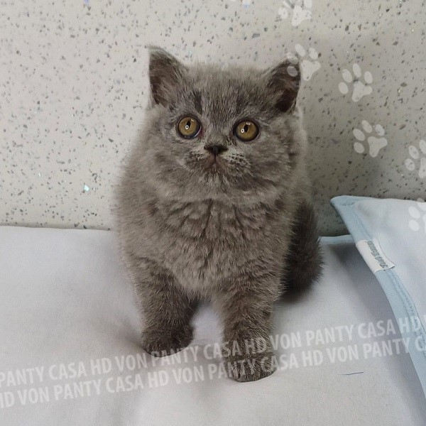 Mary Little Flower Amori per la Vita - immagine 3