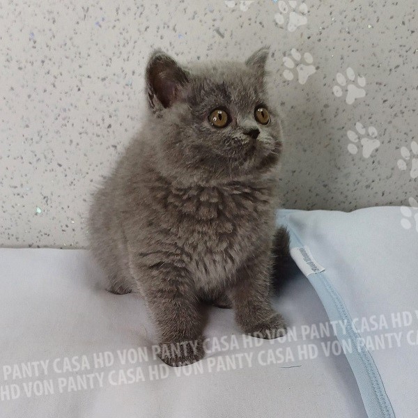 Mary Little Flower Amori per la Vita - immagine 4