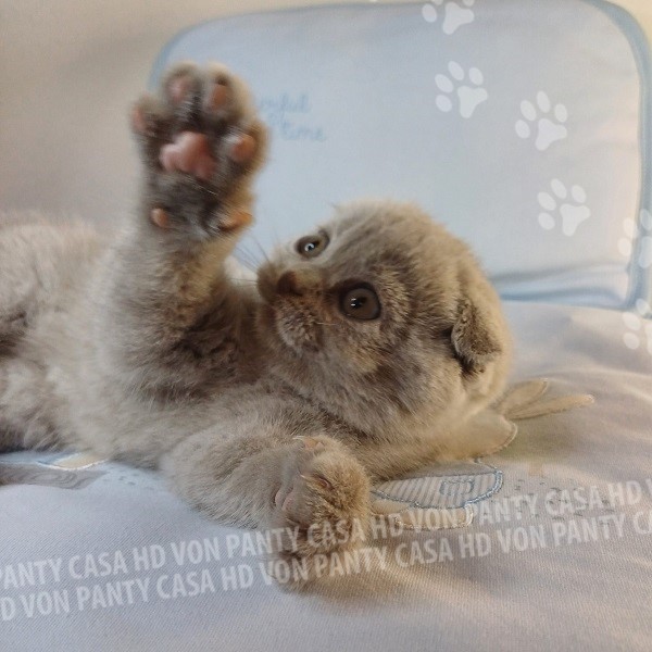 Mia Little Flower Amori per la Vita - immagine 16