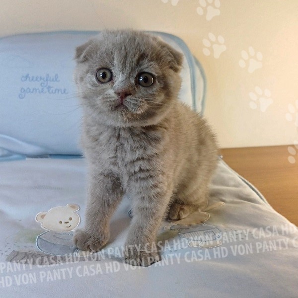 Mia Little Flower Amori per la Vita - immagine 15