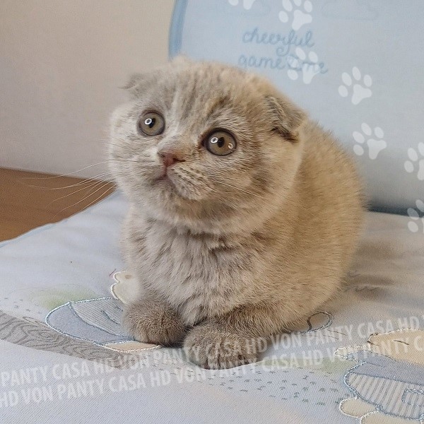 Mia Little Flower Amori per la Vita - immagine 14