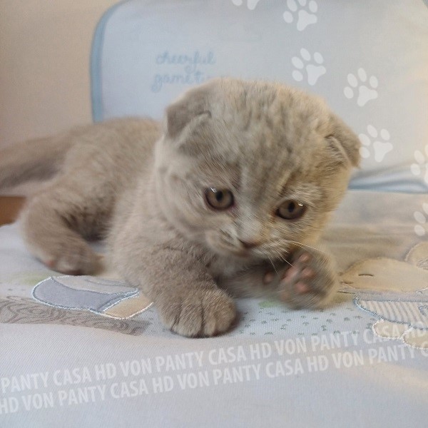 Mia Little Flower Amori per la Vita - immagine 13