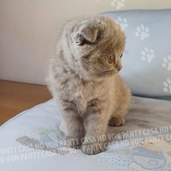 Mia Little Flower Amori per la Vita - immagine 11