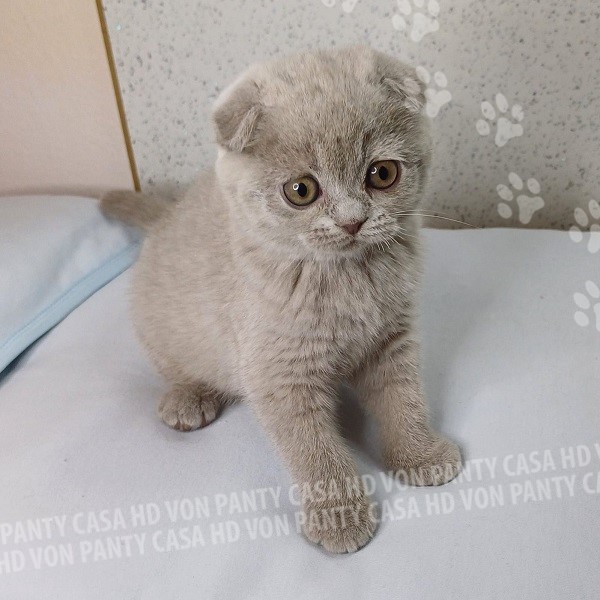 Mia Little Flower Amori per la Vita - immagine 9