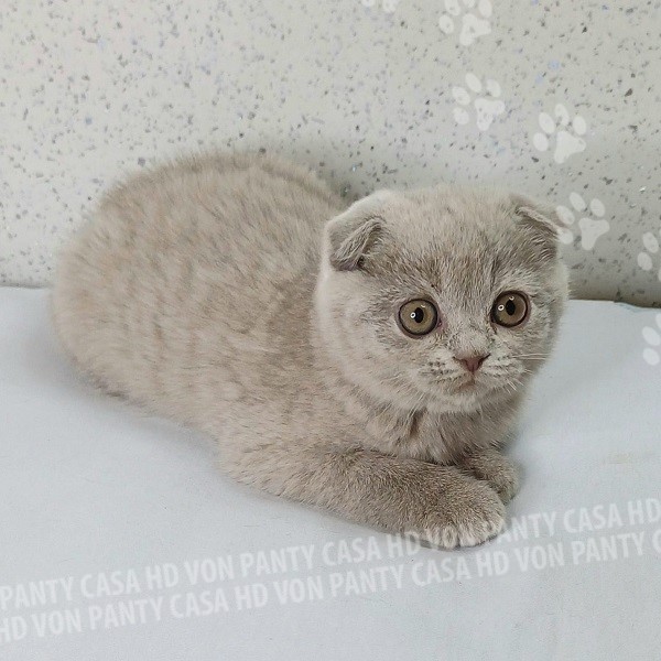 Mia Little Flower Amori per la Vita - immagine 6