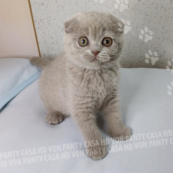 Mia Little Flower Amori per la Vita - immagine 3