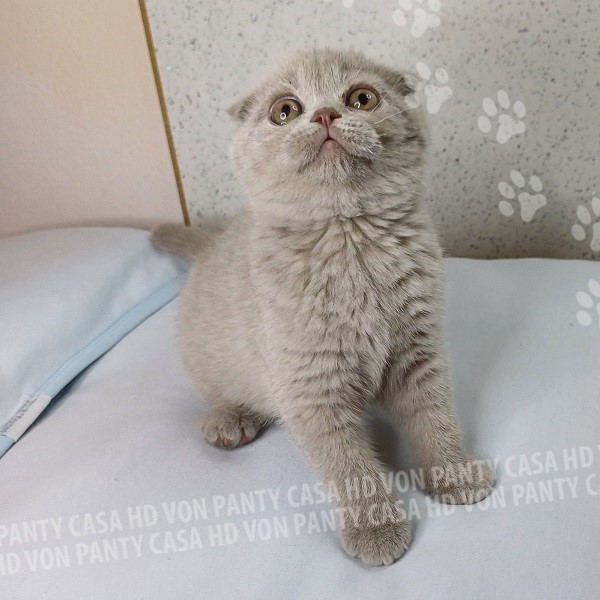 Mia Little Flower Amori per la Vita - immagine 4