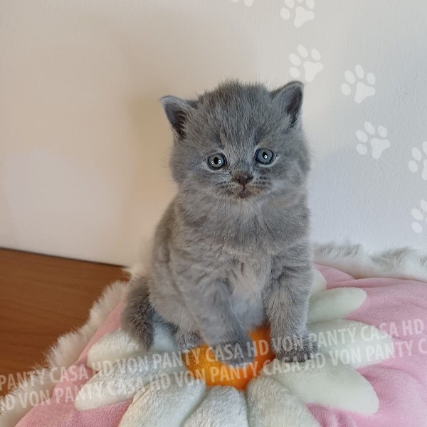 Miky Ettore Little Flower Amori per la Vita - immagine 3