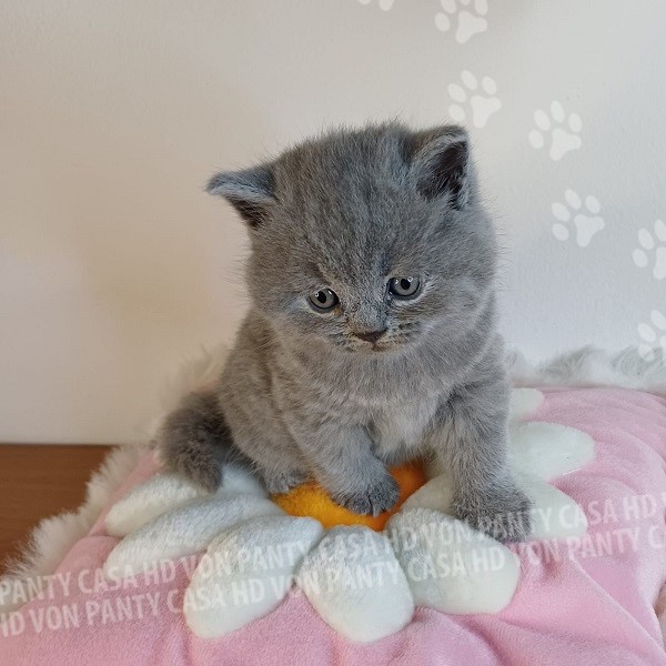 Miky Ettore Little Flower Amori per la Vita - immagine 4