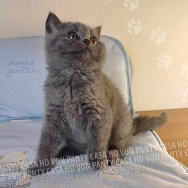 Milu' Little Flower Amori per la Vita - immagine 7