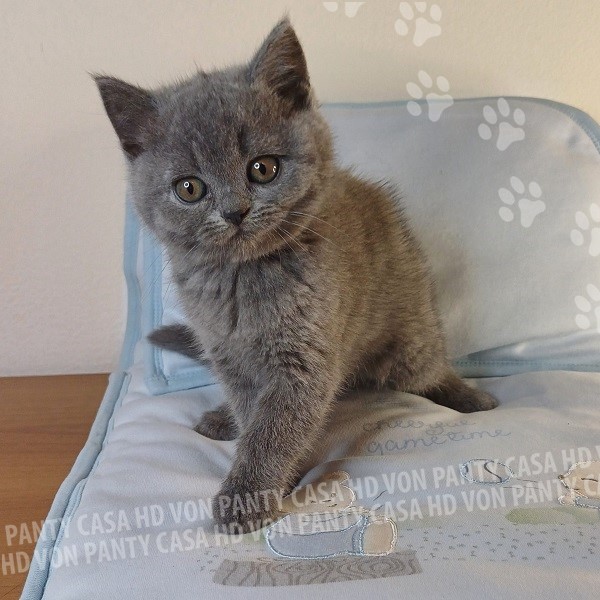 Milu' Little Flower Amori per la Vita - immagine 13