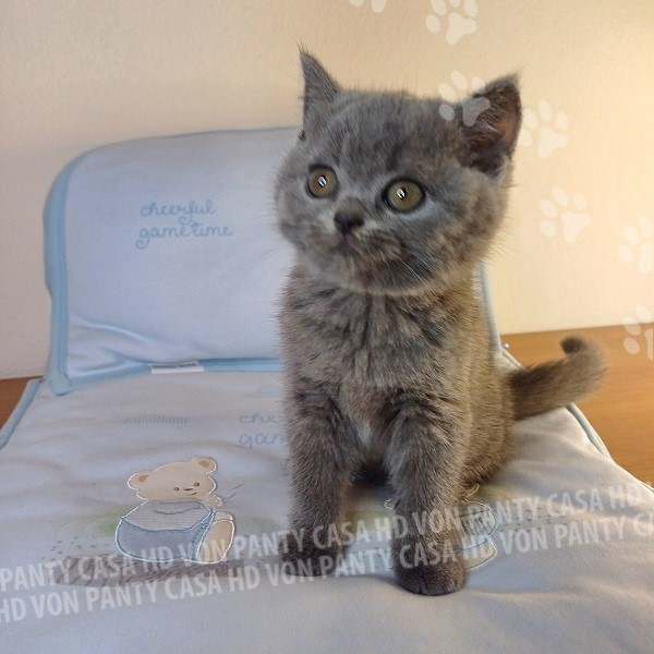 Milu' Little Flower Amori per la Vita - immagine 20